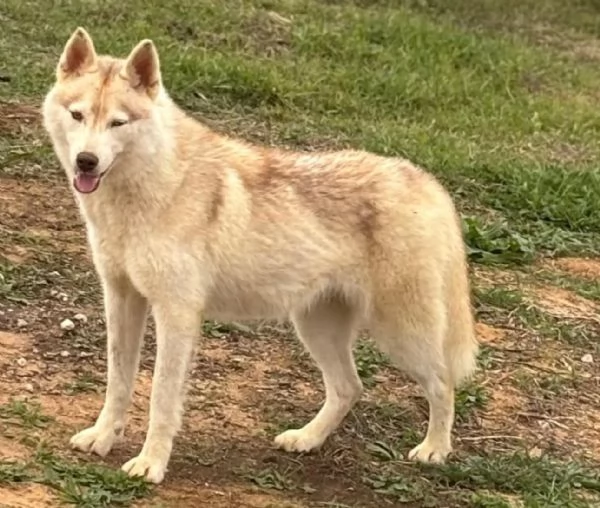 Luna siberian husky pura 10 mesi in adozione | Foto 3