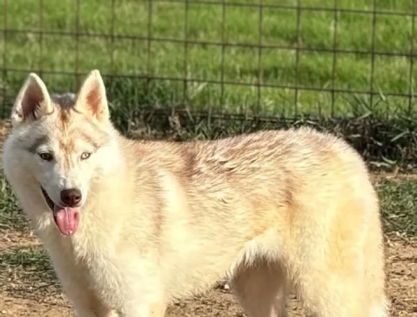 Luna siberian husky pura 10 mesi in adozione | Foto 2