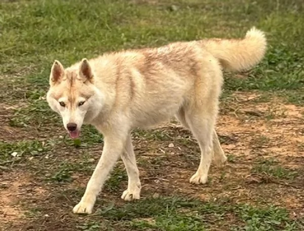 Luna siberian husky pura 10 mesi in adozione | Foto 1