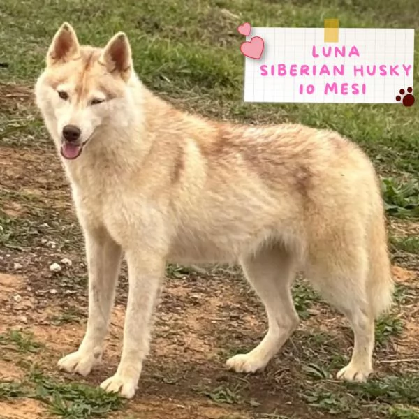 Luna siberian husky pura 10 mesi in adozione