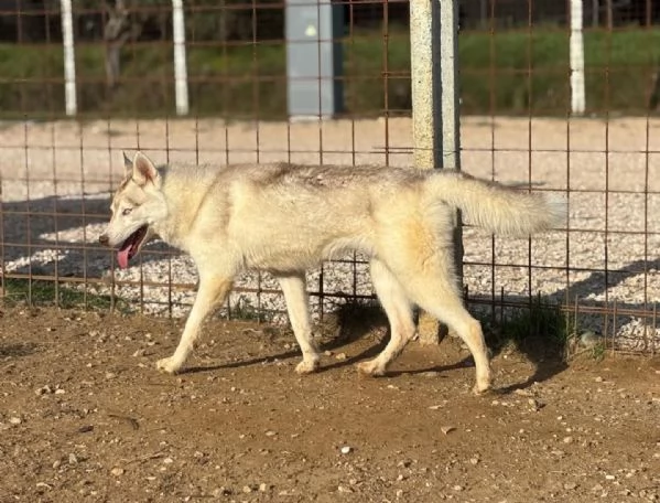 Luna siberian husky pura 10 mesi in adozione | Foto 0