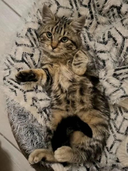 CHANEL dolce gattina in adozione a Latina  5 mesi  | Foto 5