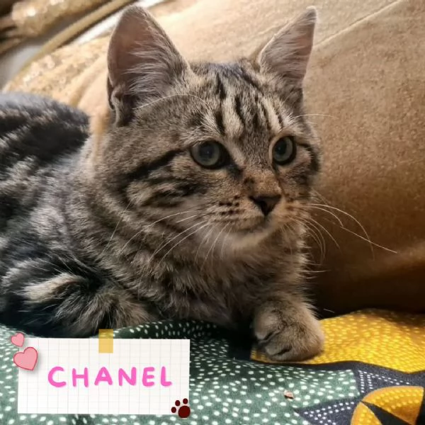 CHANEL dolce gattina in adozione a Latina  5 mesi 