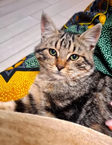 CHANEL dolce gattina in adozione a Latina  5 mesi  | Foto 3