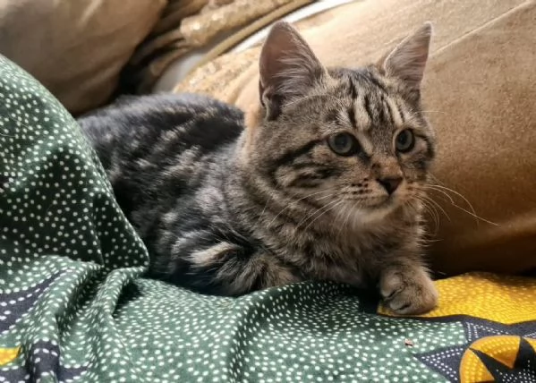 CHANEL dolce gattina in adozione a Latina  5 mesi  | Foto 2