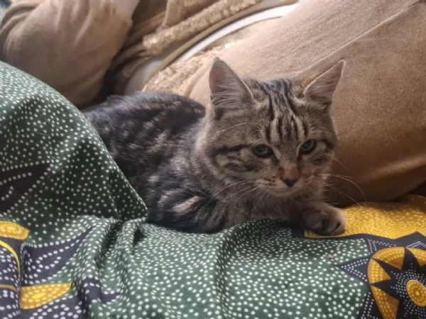 CHANEL dolce gattina in adozione a Latina  5 mesi  | Foto 1