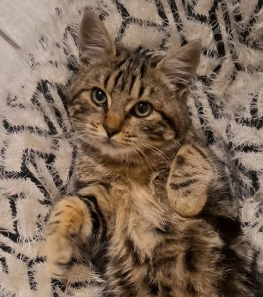 CHANEL dolce gattina in adozione a Latina  5 mesi  | Foto 0