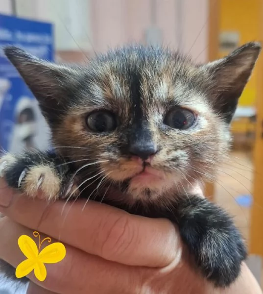 LILLY dolce micina in adozione  | Foto 1