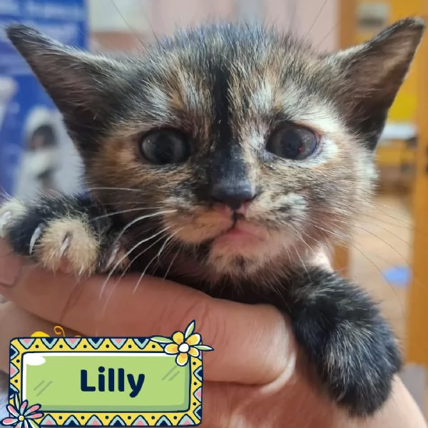 LILLY dolce micina in adozione 