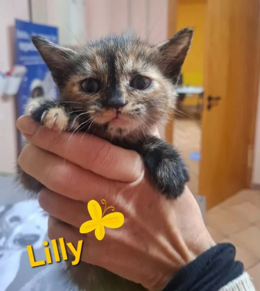 LILLY dolce micina in adozione  | Foto 0