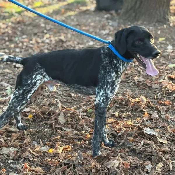 Mowgli bellissimo BRACCO POINTER cerca casa  in adozione | Foto 2