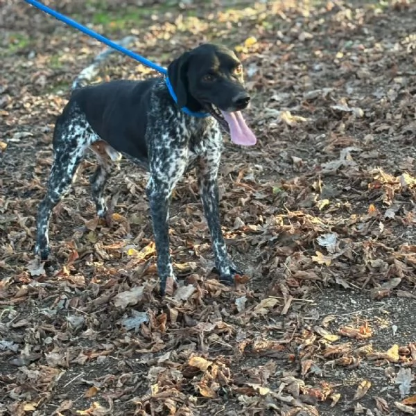 Mowgli bellissimo BRACCO POINTER cerca casa  in adozione | Foto 1