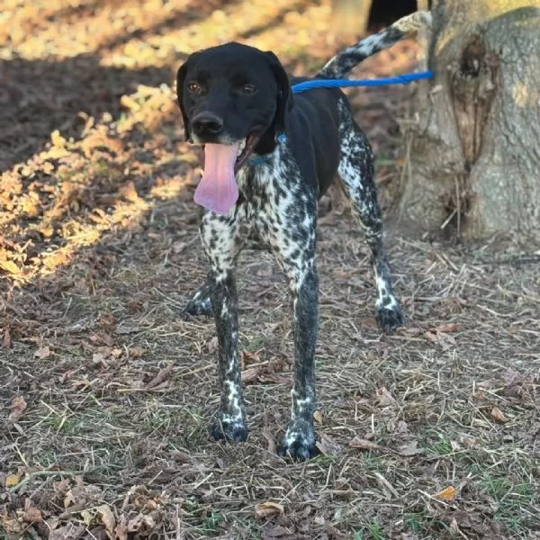 Mowgli bellissimo BRACCO POINTER cerca casa  in adozione | Foto 0
