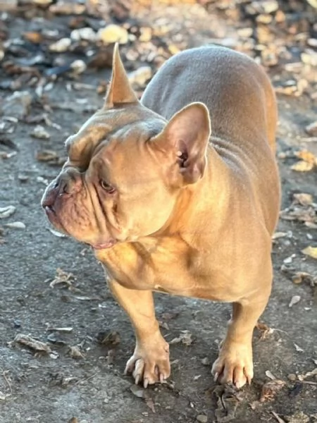 Chanel bulldog francese 2 anni in adozione | Foto 1
