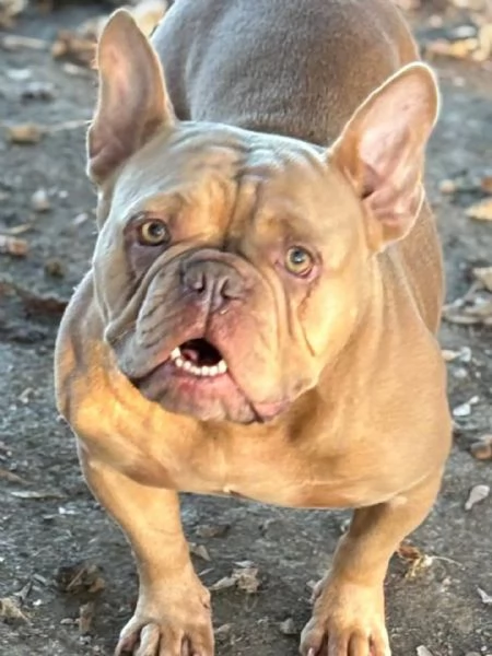 Chanel bulldog francese 2 anni in adozione | Foto 0