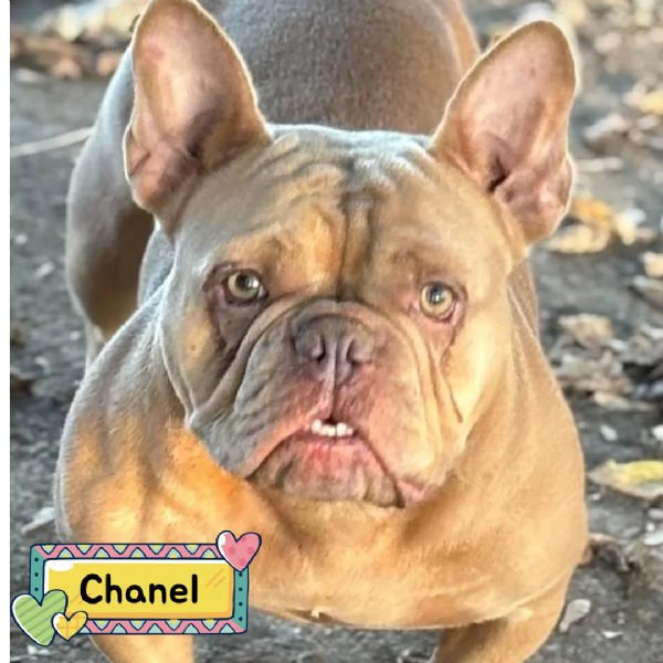 Chanel bulldog francese 2 anni in adozione