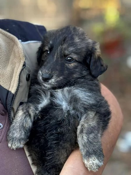 ORSETTO dolce cucciolo 2 mesi taglia medio piccola cerca casa  in adozione | Foto 3