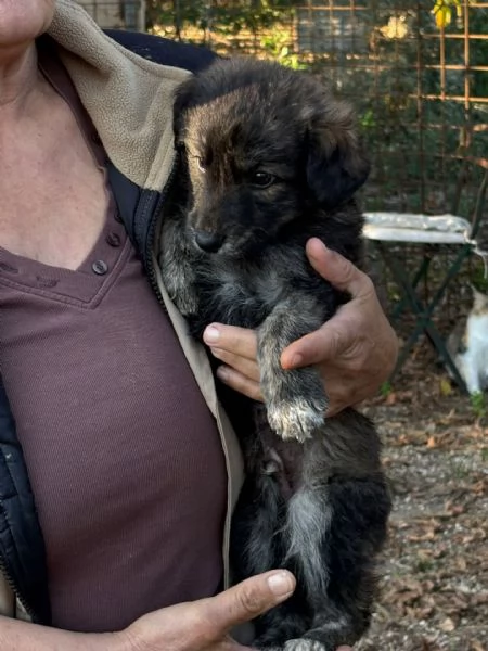 ORSETTO dolce cucciolo 2 mesi taglia medio piccola cerca casa  in adozione | Foto 1
