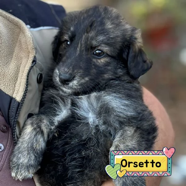 ORSETTO dolce cucciolo 2 mesi taglia medio piccola cerca casa  in adozione