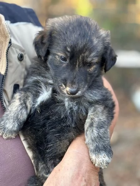 ORSETTO dolce cucciolo 2 mesi taglia medio piccola cerca casa  in adozione | Foto 0