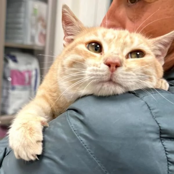 Sabine dolce gattina 6 mesi in adozione  | Foto 3