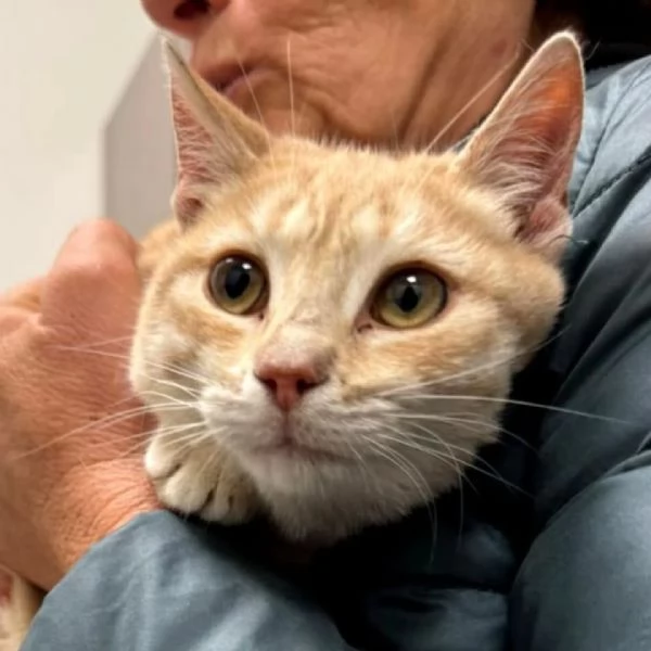 Sabine dolce gattina 6 mesi in adozione  | Foto 2