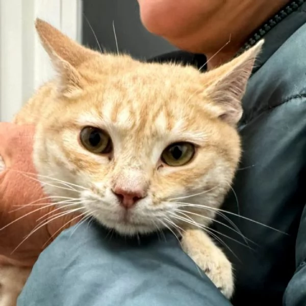 Sabine dolce gattina 6 mesi in adozione  | Foto 1