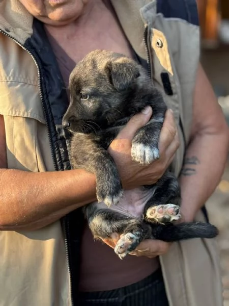 Emma dolce cucciola taglia mediopiccola in adozione | Foto 3
