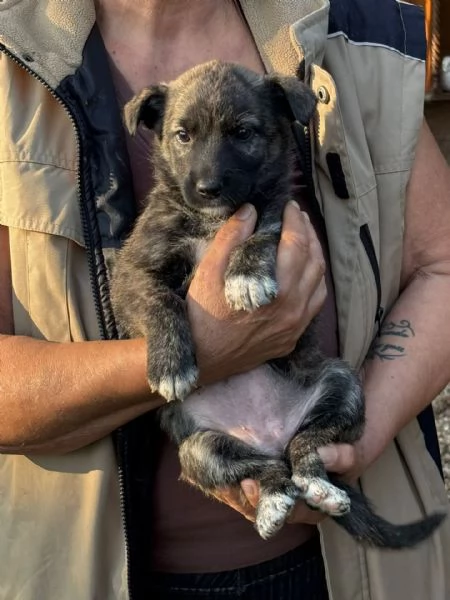 Emma dolce cucciola taglia mediopiccola in adozione | Foto 2