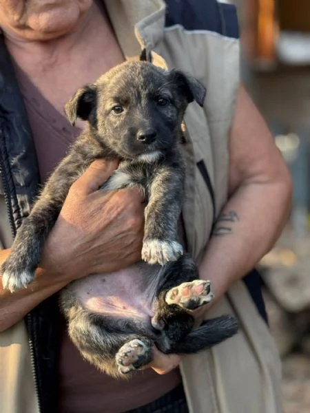 Emma dolce cucciola taglia mediopiccola in adozione | Foto 1