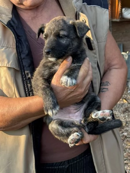 Emma dolce cucciola taglia mediopiccola in adozione | Foto 0