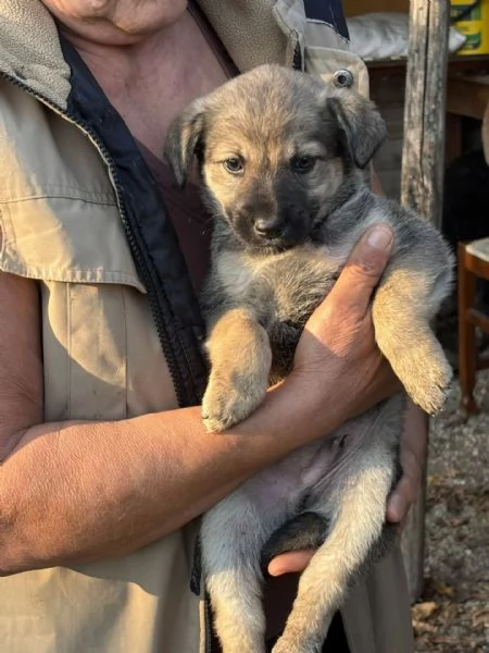 Pepito dolce cucciolo taglia medio piccola in adozione | Foto 2