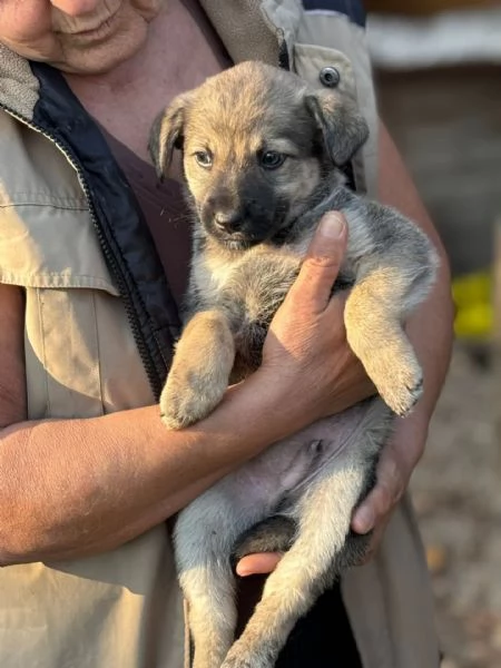 Pepito dolce cucciolo taglia medio piccola in adozione | Foto 1