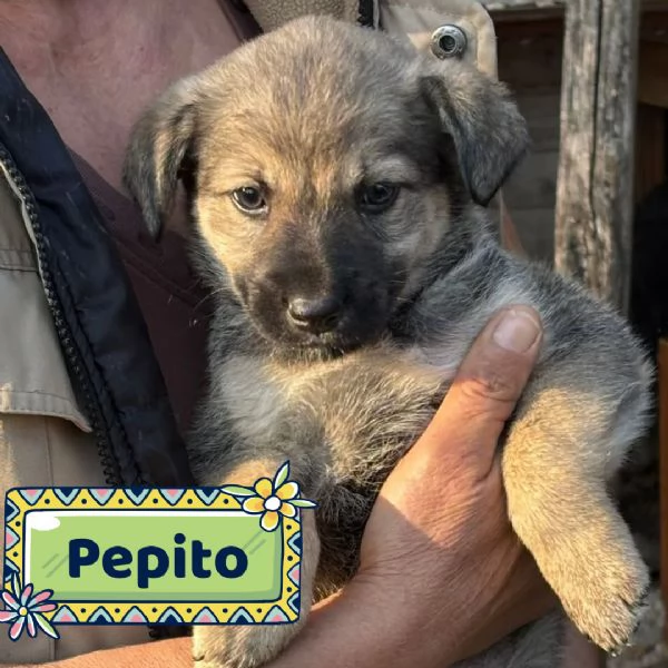 Pepito dolce cucciolo taglia medio piccola in adozione