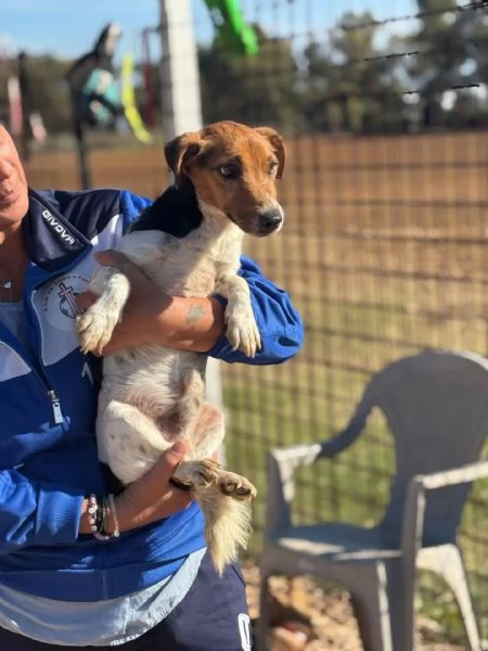 Jacky  Jack russell puro 3 anni cerca casa  adozione  | Foto 2