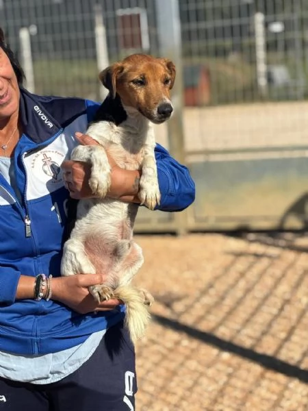 Jacky  Jack russell puro 3 anni cerca casa  adozione  | Foto 1
