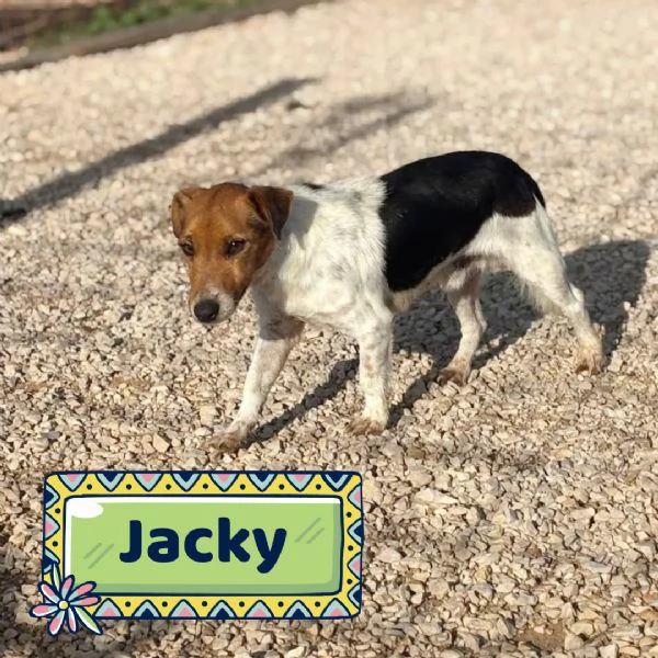 Jacky  Jack russell puro 3 anni cerca casa  adozione 