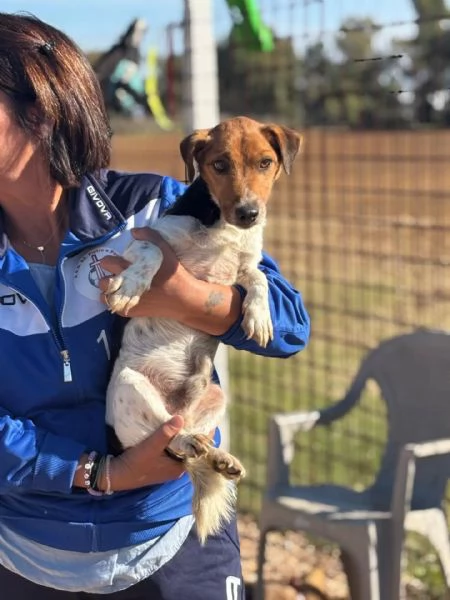 Jacky  Jack russell puro 3 anni cerca casa  adozione  | Foto 0