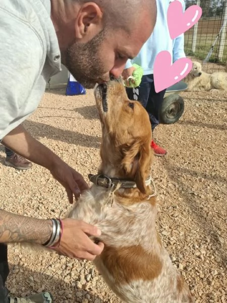 Birba dolce cagnolina BRETON cerca casa  in adozione 