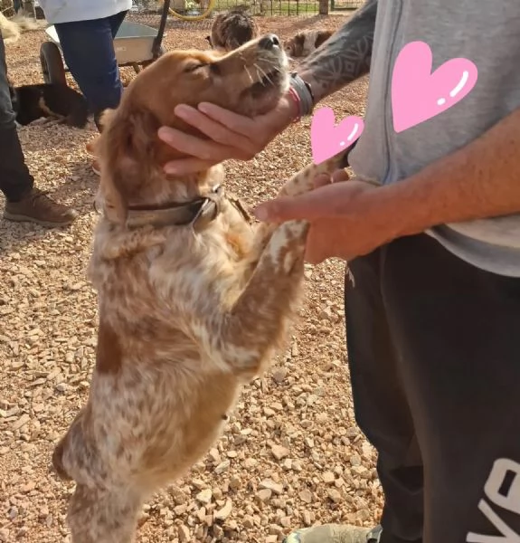 Birba dolce cagnolina BRETON cerca casa  in adozione  | Foto 2