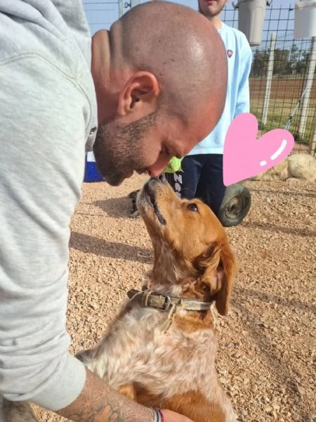 Birba dolce cagnolina BRETON cerca casa  in adozione  | Foto 1