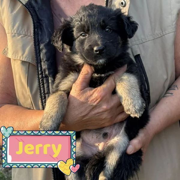 Jerry dolce cucciolo taglia medio piccola cerca casa  in adozione