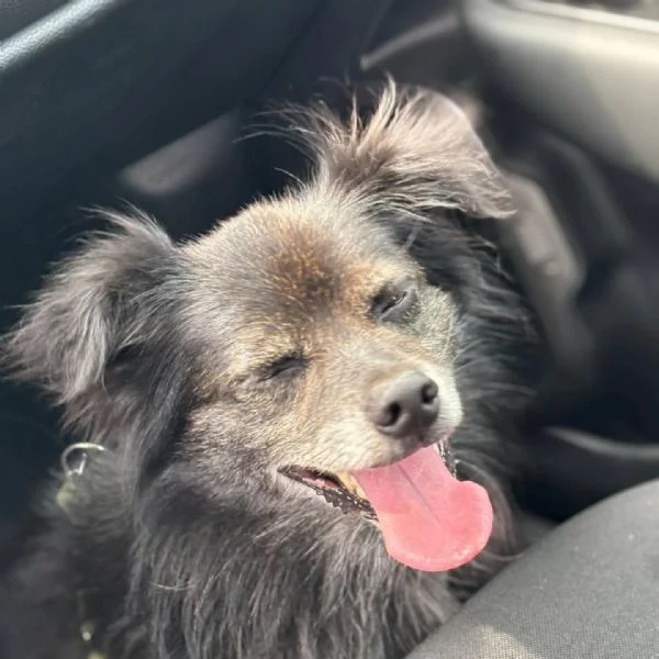 Billy adozione del cuore  cagnolino taglia MINI  6 kg | Foto 2