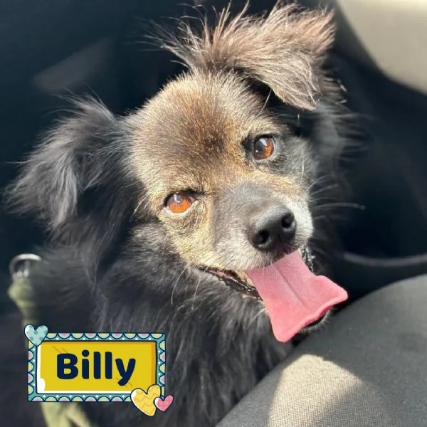 Billy adozione del cuore  cagnolino taglia MINI  6 kg