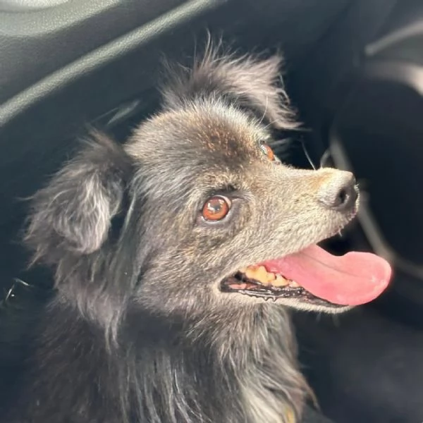 Billy adozione del cuore  cagnolino taglia MINI  6 kg | Foto 0