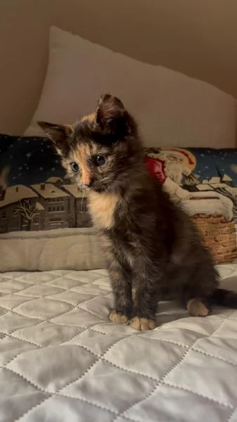 Sissi dolce micina cerca casa  50 giorni coccole e fusa