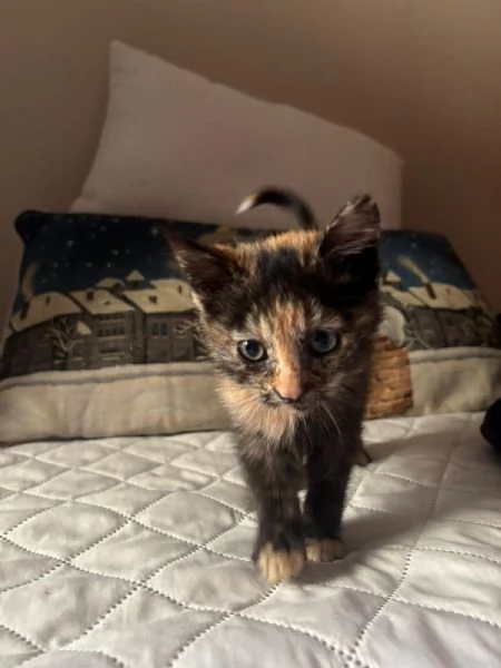 Sissi dolce micina cerca casa  50 giorni coccole e fusa | Foto 1