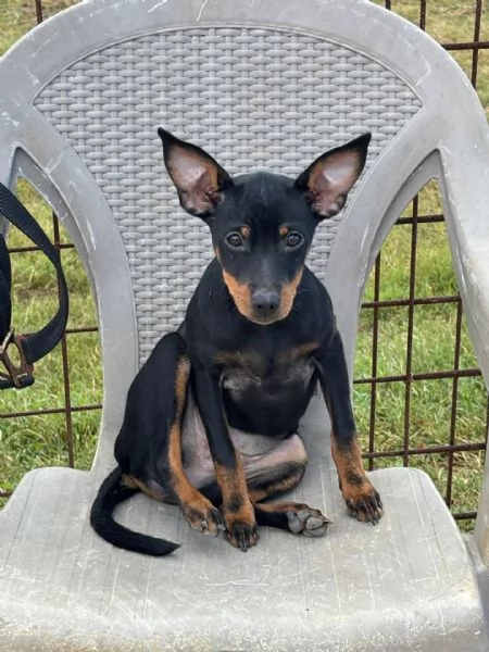 Chiara Pinscher pura 5 mesi cerca casa  dolce e vivace | Foto 3