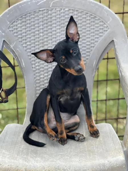 Chiara Pinscher pura 5 mesi cerca casa  dolce e vivace | Foto 2