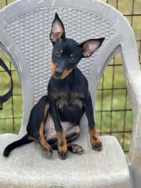 Chiara Pinscher pura 5 mesi cerca casa  dolce e vivace | Foto 1